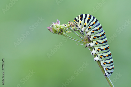 Plakat motyl kwiat mimetyzm makro owad