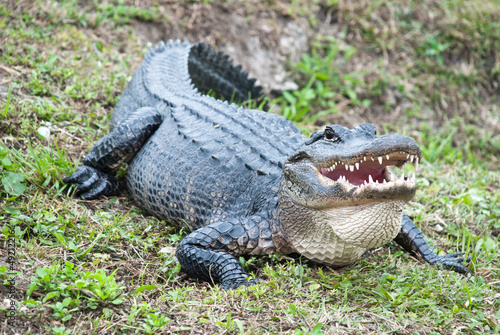 Fotoroleta aligator gad natura usta zwierzę