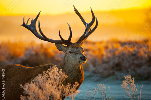 Naklejka holandia safari zwierzę natura drzewa