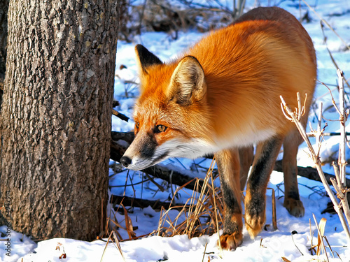 Plakat drzewa fauna natura śnieg zwierzę