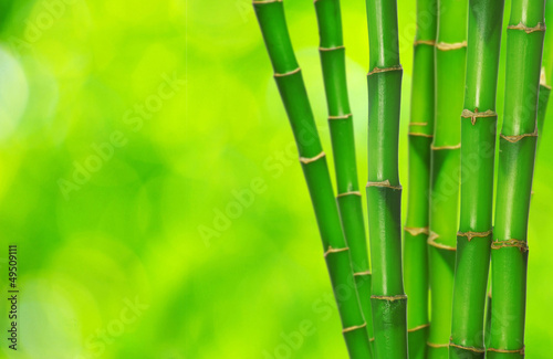Naklejka bambus spokojny ogród tropikalny natura