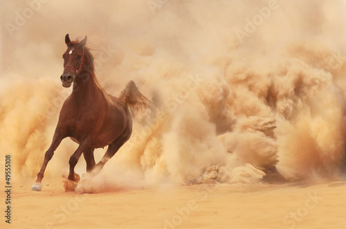 Fototapeta klacz natura stajnia arabian