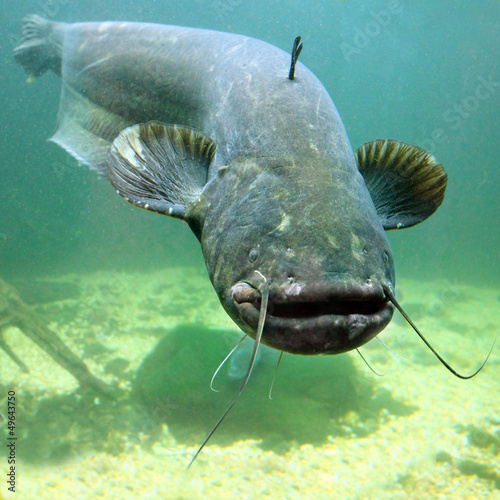 Fotoroleta natura podwodne woda sum zwierzę