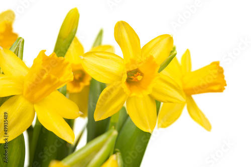 Obraz na płótnie kwiat narcyz roślina bukiet
