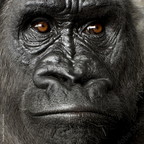 Plakat zwierzę portret małpa zbliżenie king kong