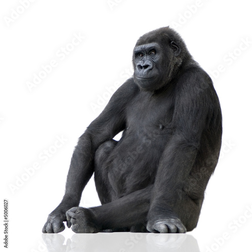Obraz na płótnie małpa portret zwierzę siedzący ekspresyjny