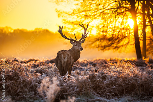 Fotoroleta holandia safari natura zwierzę drzewa