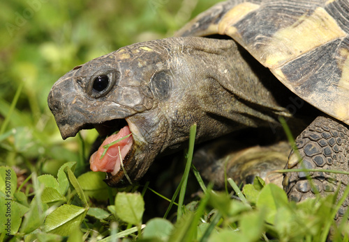 Naklejka fauna grecja natura żółw