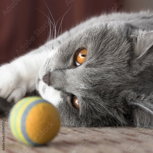 Fotoroleta Srebrny kociak bawi się piłką