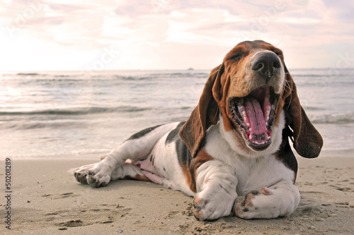 Plakat Szczekający basset na plaży