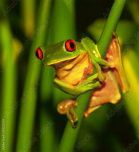 Fotoroleta ameryka natura las