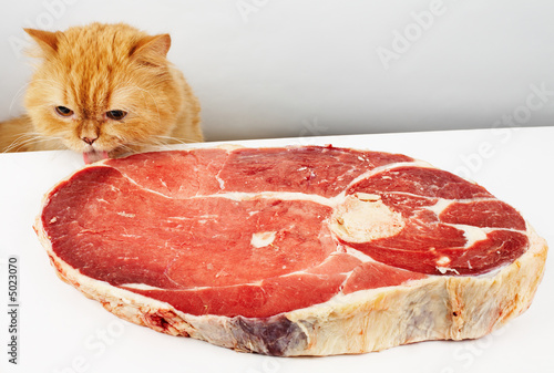 Fotoroleta jedzenie kot zwierzę zabawa