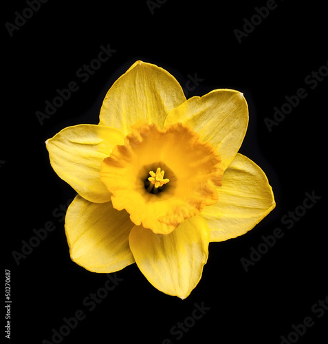 Obraz na płótnie natura roślina kwiat narcyz żółty