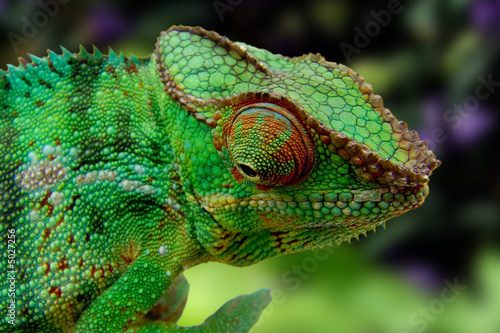 Naklejka tropikalny natura afryka dziki kameleon