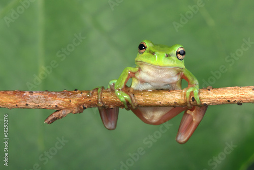 Naklejka płaz fauna zwierzę