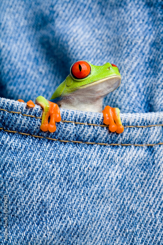 Fotoroleta żaba płaz zwierzę natura spodnie