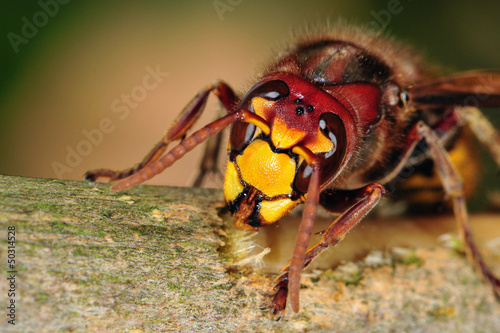 Plakat zwierzę bee szerszeń owad 