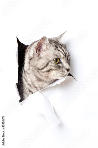 Fotoroleta ładny zwierzę kot figlarny dziura