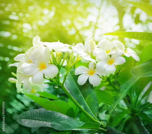Plakat Białe kwiaty