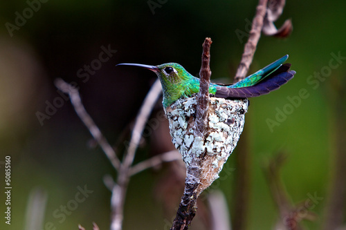 Obraz na płótnie zwierzę ptak brazylia