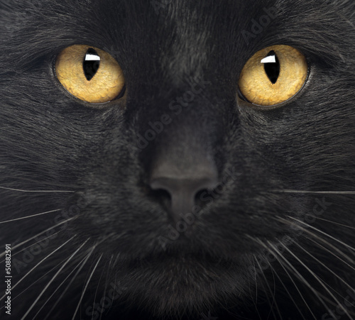 Fotoroleta oko ssak zwierzę kot