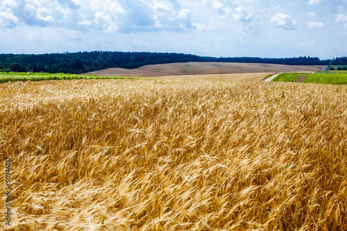 Obraz na płótnie las lato trawa