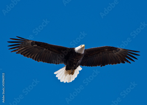 Fotoroleta ptak bielik amerykański raptor