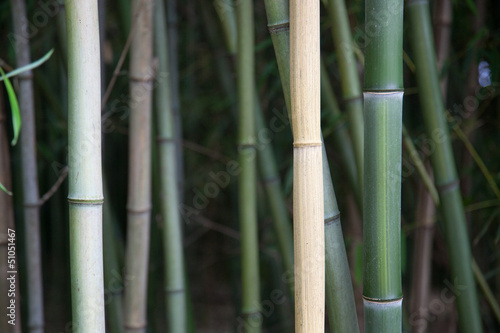 Obraz na płótnie trawa natura bambus