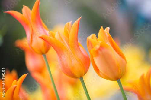 Fotoroleta piękny natura portret tulipan