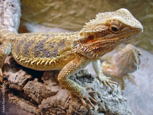 Naklejka natura gad portret australia