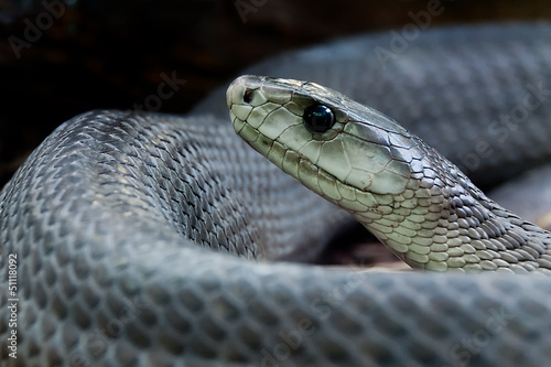 Fotoroleta gad wąż trujący trucizna mamba