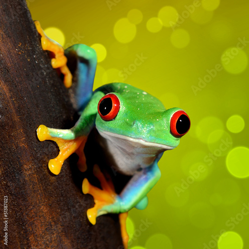 Fototapeta natura drzewa fauna las