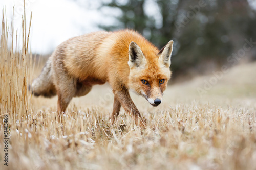 Obraz na płótnie ssak wydma natura czerwony