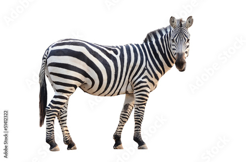 Obraz na płótnie Portret zebry