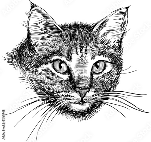 Plakat Głowa kota szkic