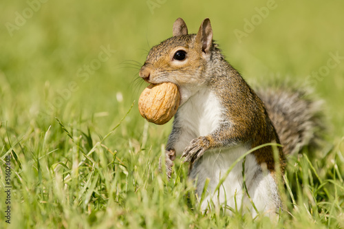 Naklejka portret park natura zwierzę las