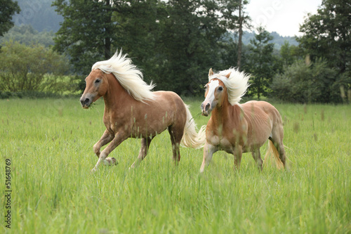 Fototapeta piękny ruch ogier zwierzę koń