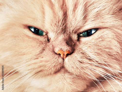 Fotoroleta Portret twarzy kota