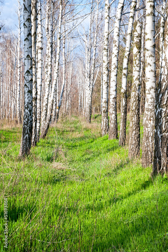 Naklejka natura park piękny drzewa