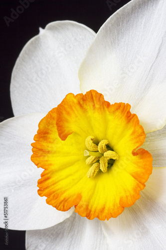 Fototapeta świeży kwiat narcyz piękny natura