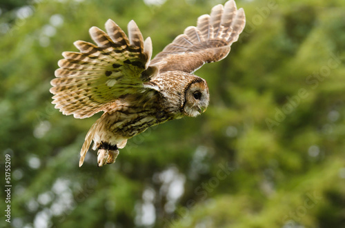 Obraz na płótnie natura ptak sowa oko