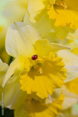 Fotoroleta roślina narcyz natura