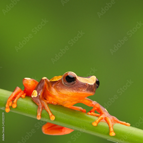 Fototapeta oko natura płaz drzewa