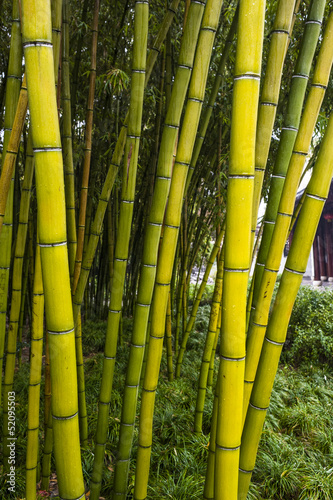 Obraz na płótnie ogród świeży bambus