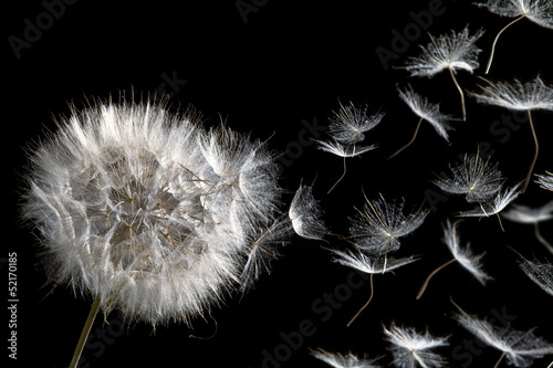 Fototapeta natura kwiat lato