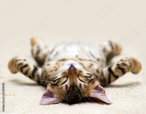 Obraz na płótnie zwierzę kociak kot odpoczywać