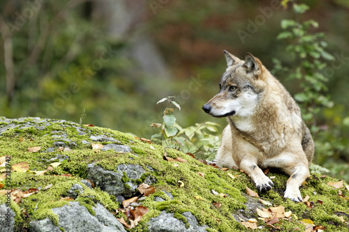 Fototapeta las natura bezdroża gra zielony