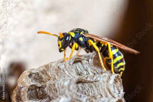 Obraz na płótnie natura królowa kolonii