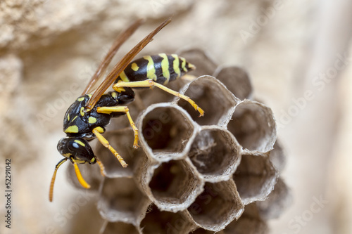 Fotoroleta natura ogonek osa