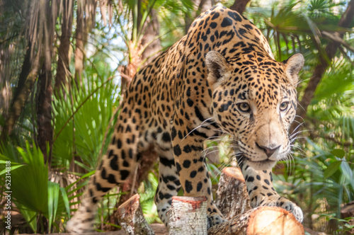 Fotoroleta las ameryka zwierzę natura jaguar
